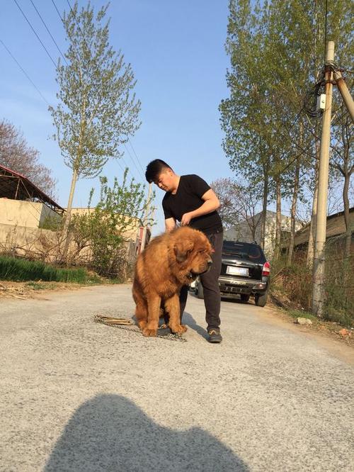 金发狮獒百度百科