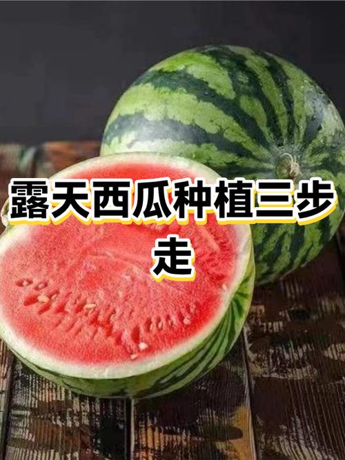 露天西瓜种植方法截图