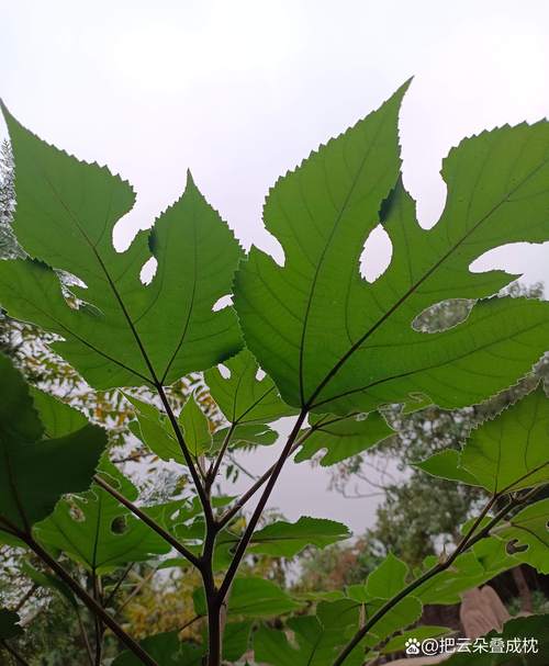 塞尔达树叶图案的木桩