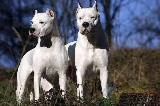 杜高犬最怕什么犬