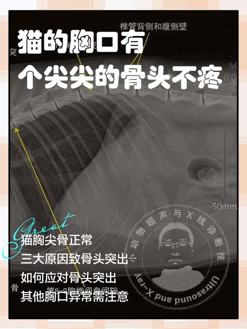 猫的前胸突然有个骨头是凸起的游戏截图