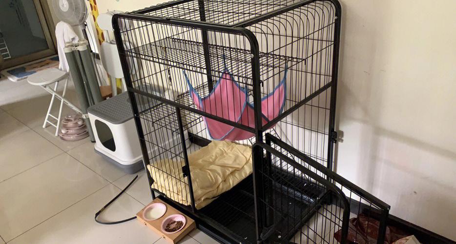 猫砂盆换位置怎么告诉猫