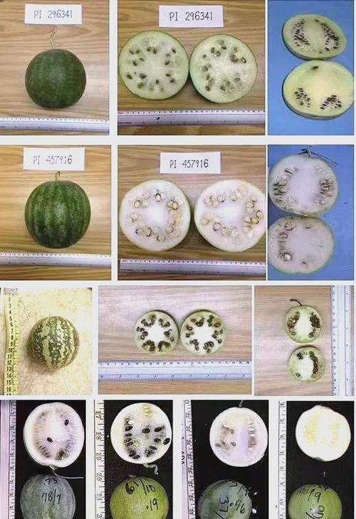 西瓜2019年旧版历史缩略图