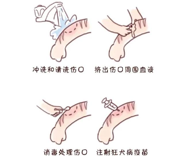 仓鼠咬了用碘伏擦有用吗截图