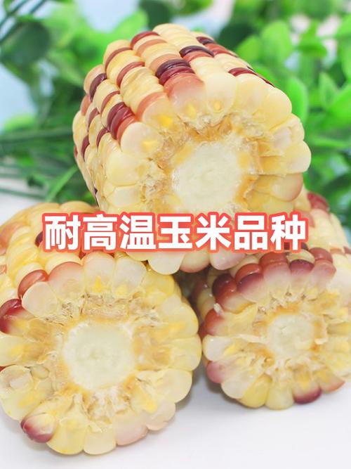 抗高温玉米种有哪些