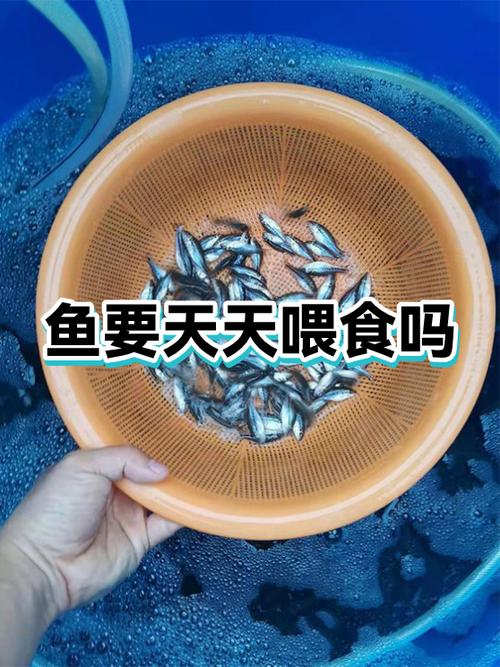 鱼能天天吃吗