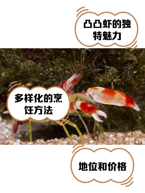 凸凸虾手游
