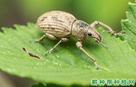 大灰象甲虫防治方法