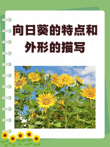 向日葵的资料截图