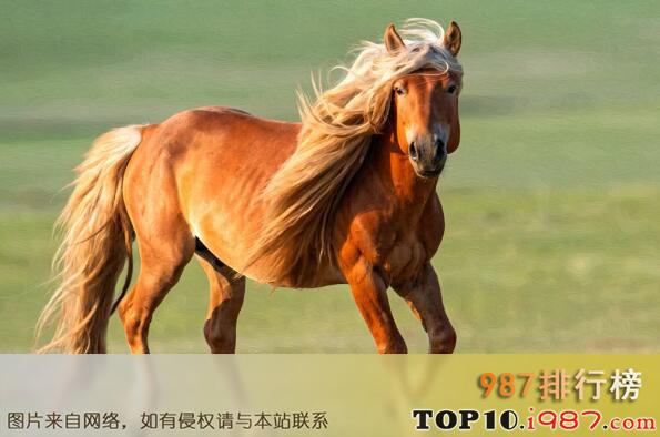 呼雷豹和黄骠马哪个厉害缩略图