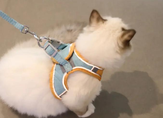 猫不愿意戴牵引绳