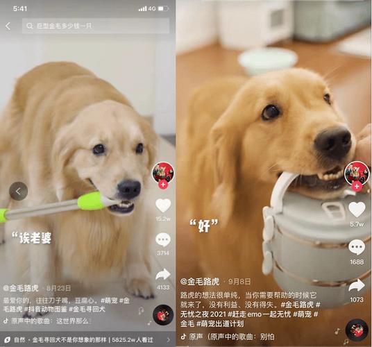 主播直播怎么屏幕一只动物
