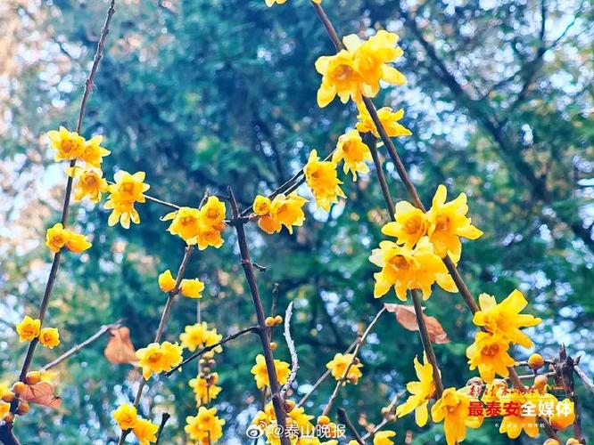 虎蹄蜡梅