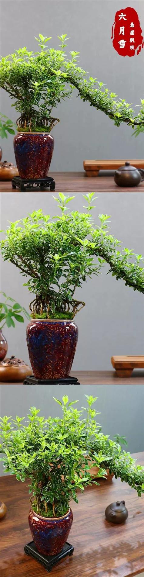 花卉绿植盆栽缩略图