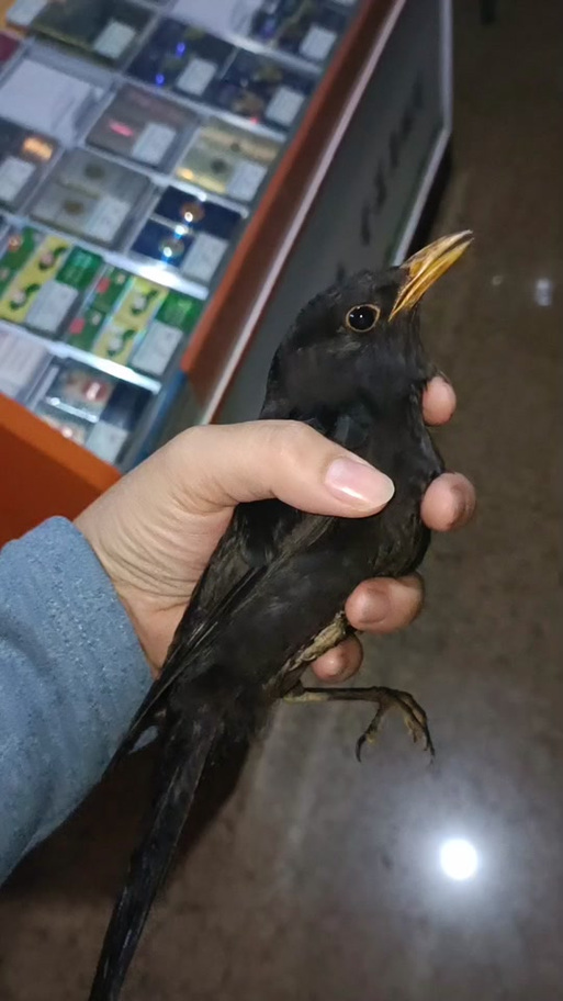 晚上鸟一直叫预示着什么缩略图