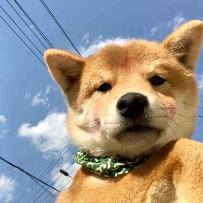 柴犬图片