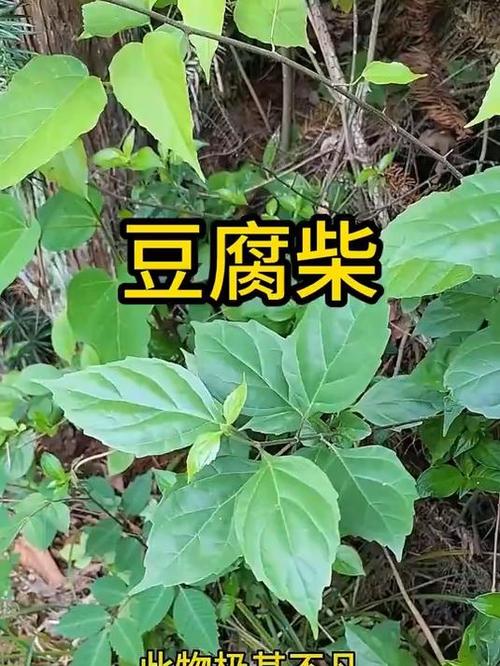 神仙豆腐是什么树的叶子