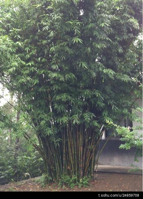 山上的野竹子种类