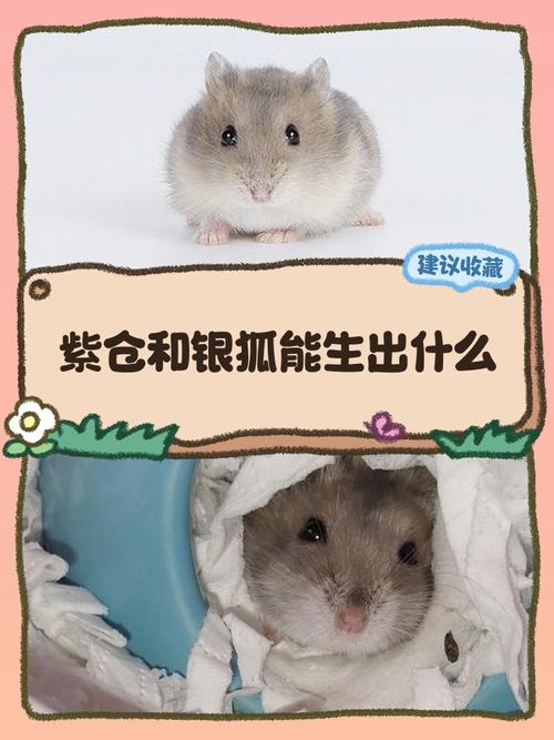 紫仓和银狐能生出什么