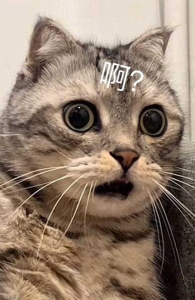 一个棕色动画猫咪的表情包