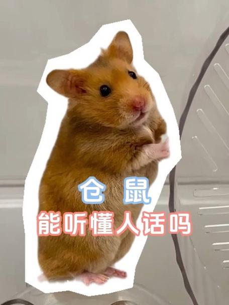 仓鼠能听懂人话吗截图