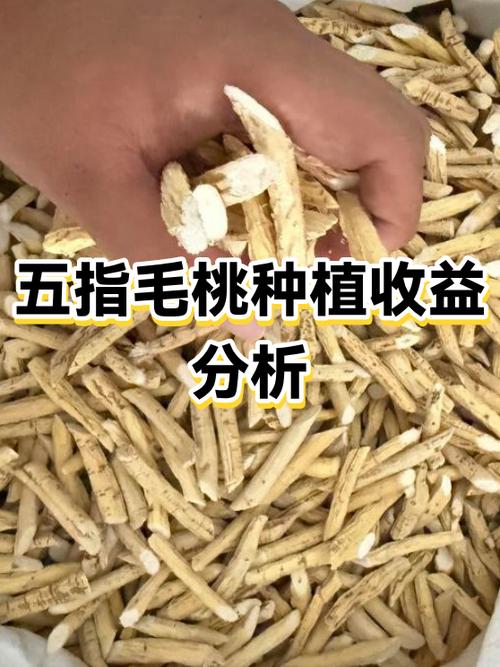 种植五指毛桃一亩收入
