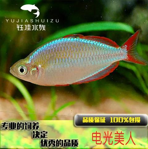 电光美人鱼可以养多大截图