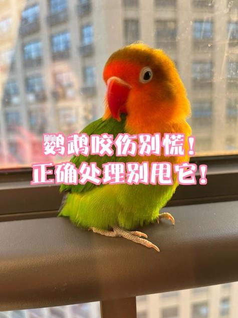 鹦鹉咬手指是怎么回事
