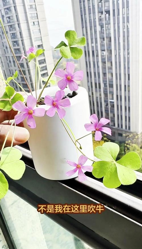 酢浆草叶子剪下来能水培
