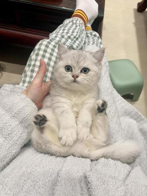 自己的宠物猫怎么卖掉