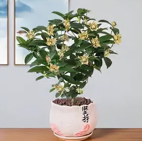 月桂哪个品种最好