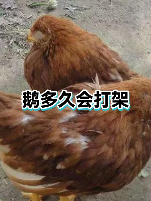 鹅咬了是挡灾还是转运