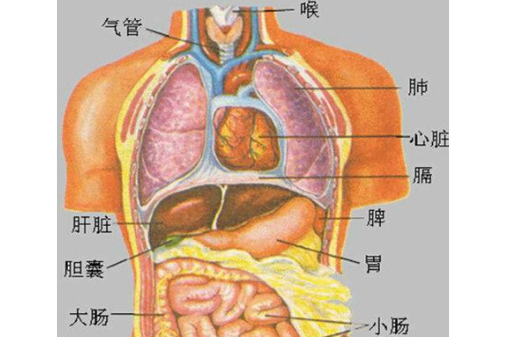 五脏六腑结构图