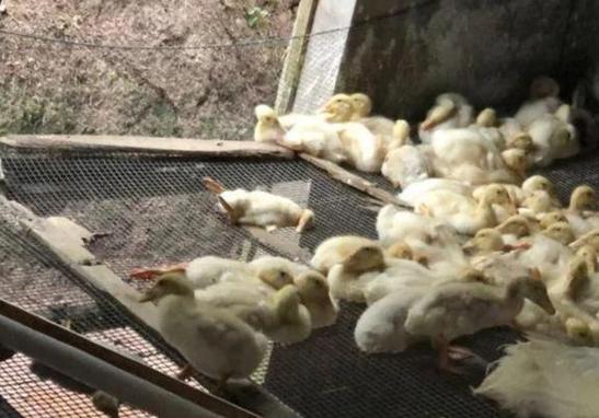 几月份养鸭不容易死亡