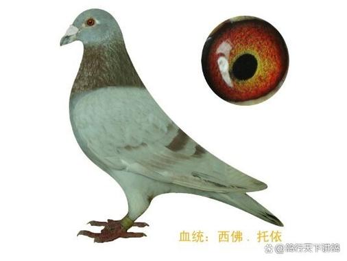 数字鸽鸽友版截图