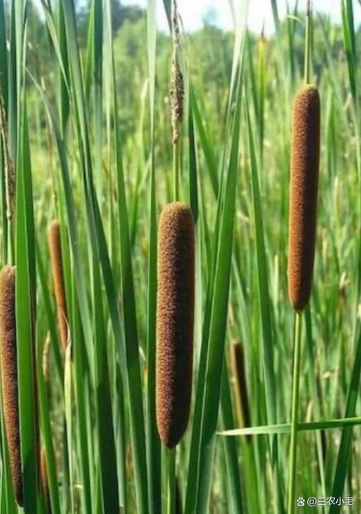 野生水蜡烛