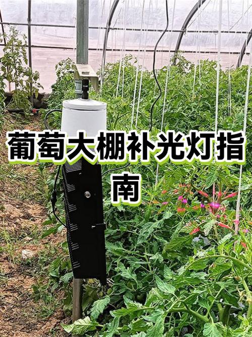 大棚用补光灯的好处