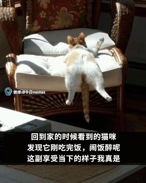 猫猫帮