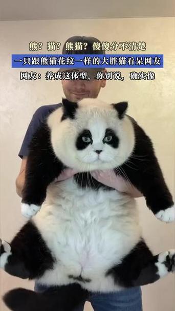 大熊猫是不是猫