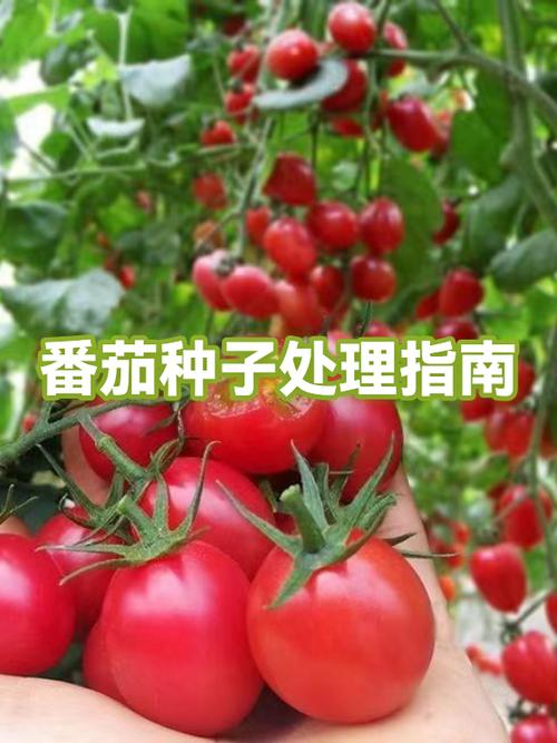 番茄需要去籽吗