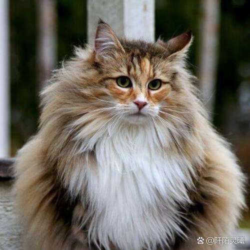 我有一个小猫