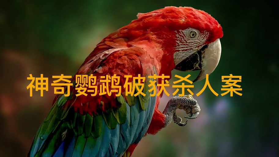 鹦鹉会相互杀死缩略图