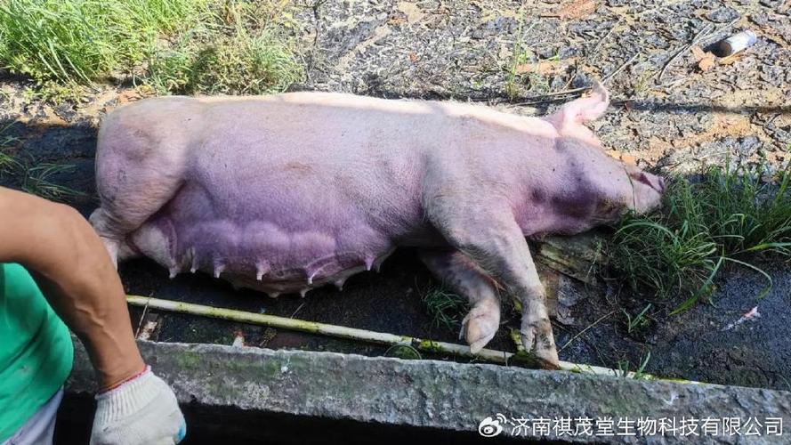 100多斤的猪突然死亡