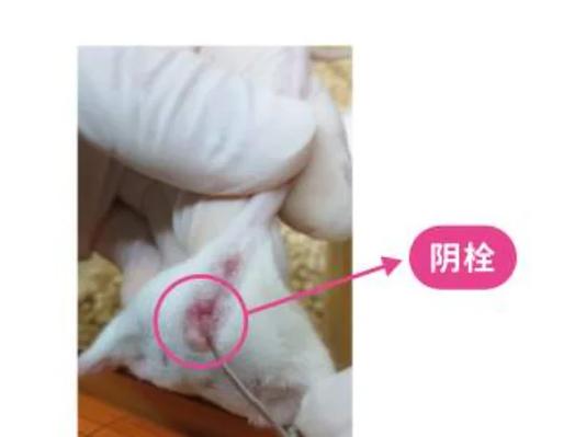 老鼠怀孕几个月生