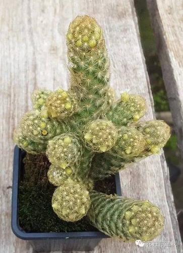 金手指怎样养才能开花