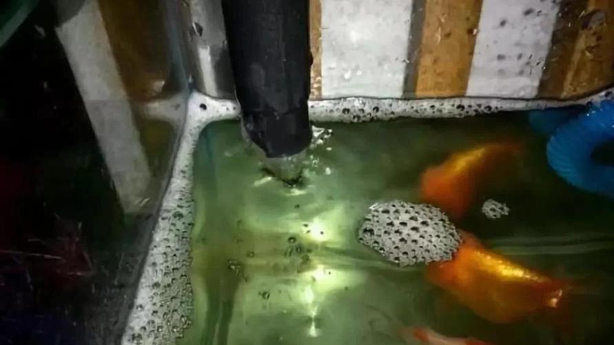 鱼缸水体腥味什么原因