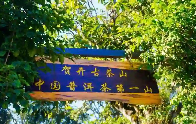 太茶是什么