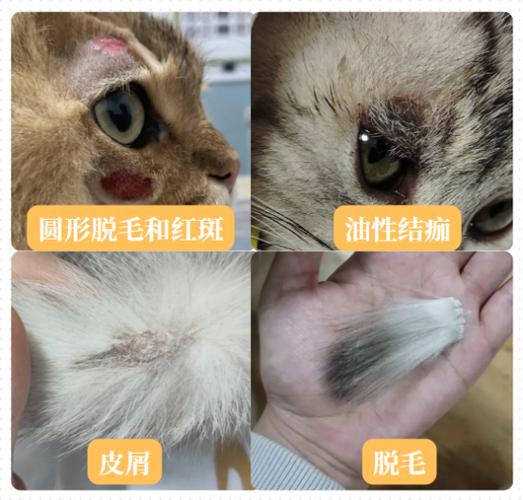 小猫为什么会得猫癣缩略图