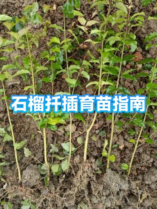 啥季节扦插石榴最好