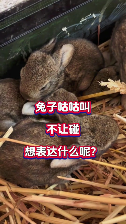 兔子咕咕叫代表什么
